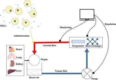 Application of Mesenchymal Stem Cells During Machine Perfusion: An Emerging Novel Strategy for Organ Preservation